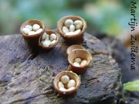 Nestzwammen [Nidulariaceae]
